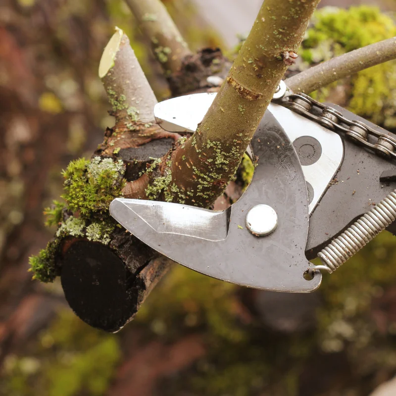 Tree Trimming slider
